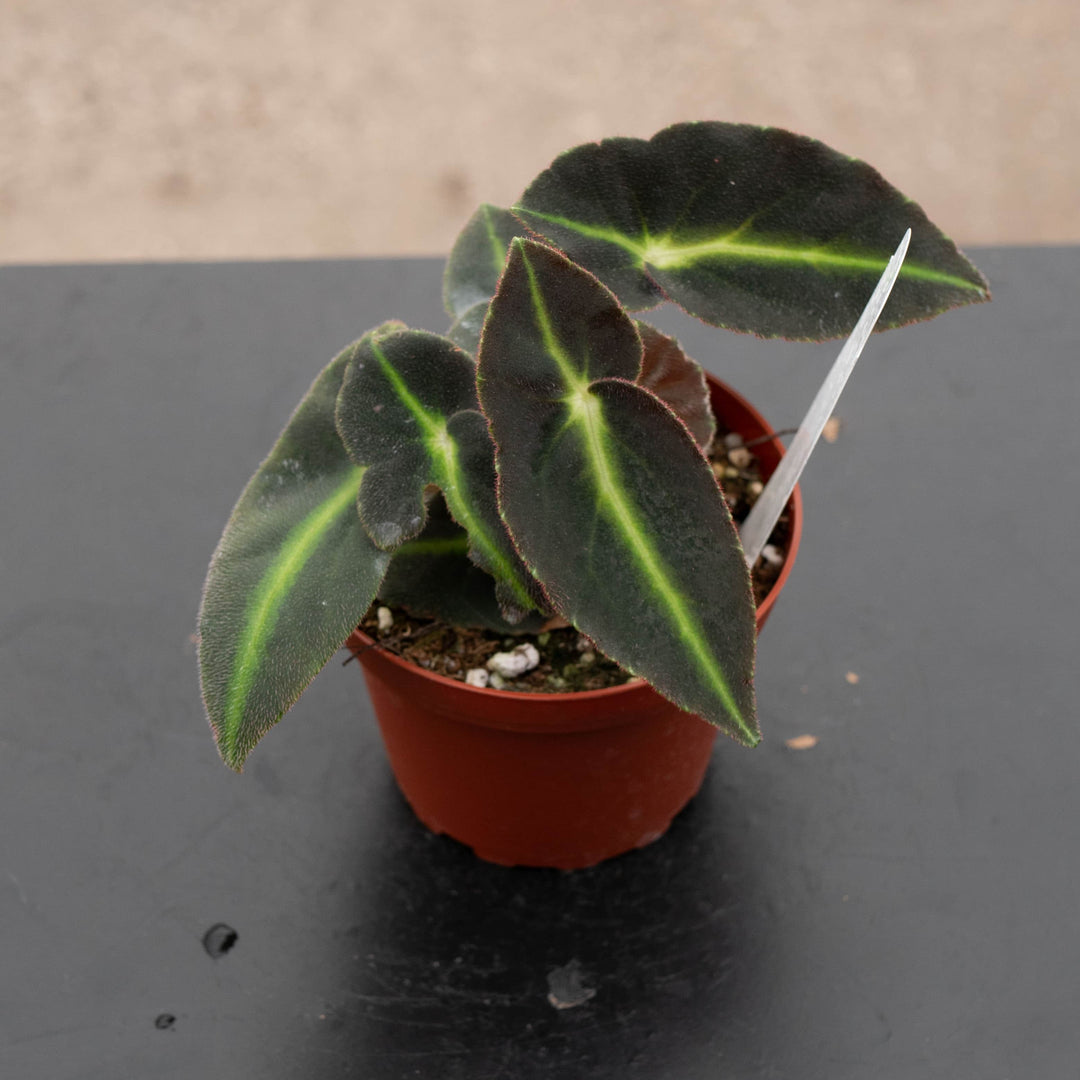 Gabriella Plants Begonia 4" Begonia listada