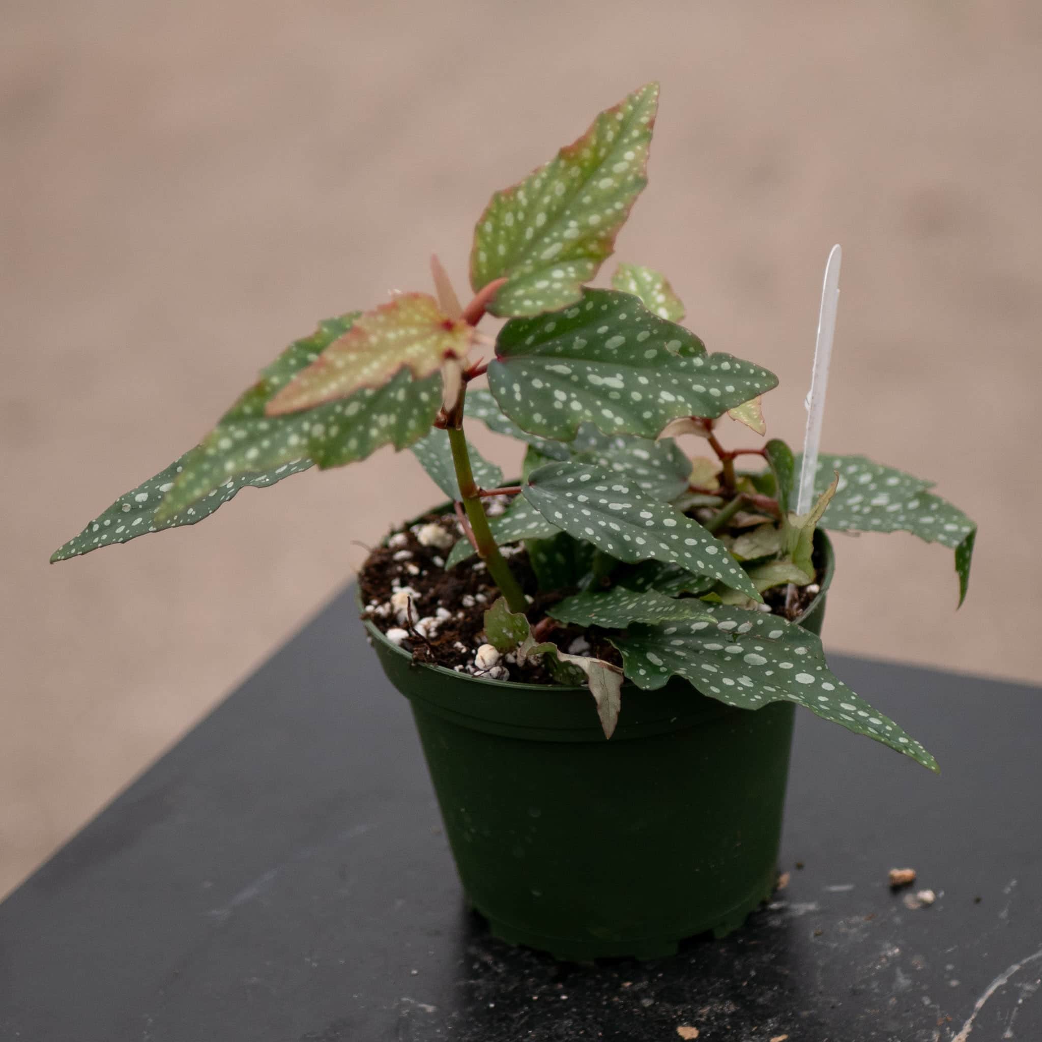 Gabriella Plants Begonia Begonia 'Little Miss Sherri' aff.