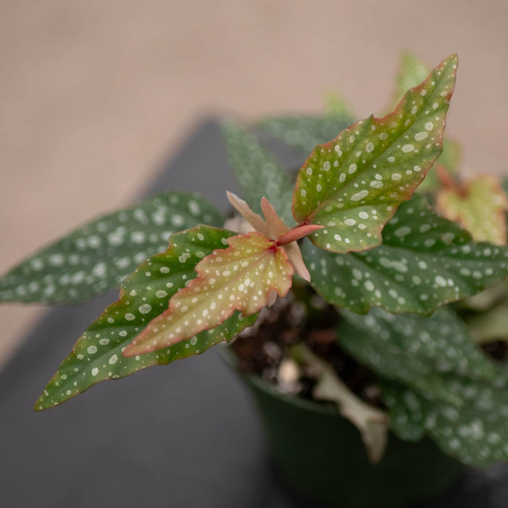 Gabriella Plants Begonia Begonia 'Little Miss Sherri' aff.