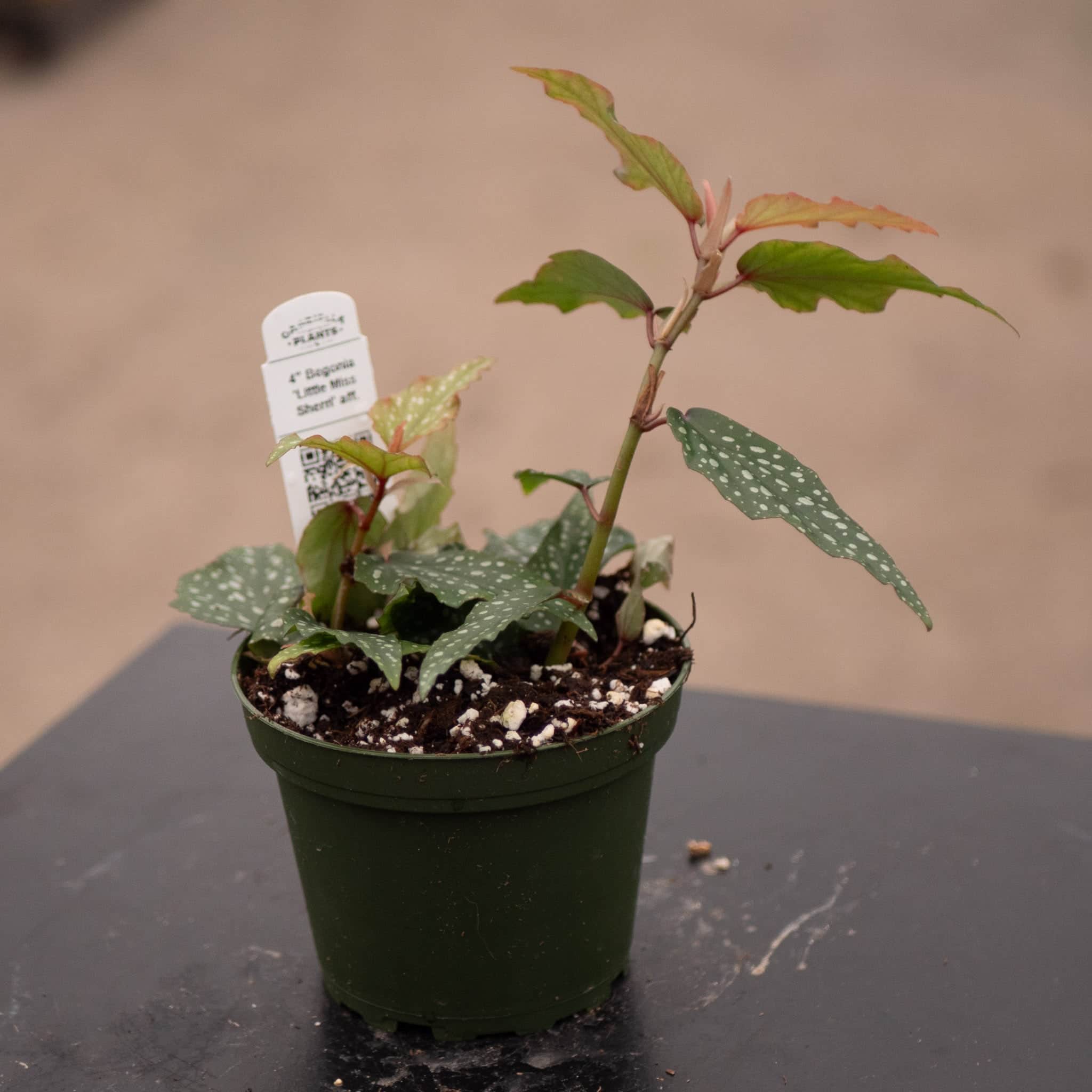 Gabriella Plants Begonia Begonia 'Little Miss Sherri' aff.