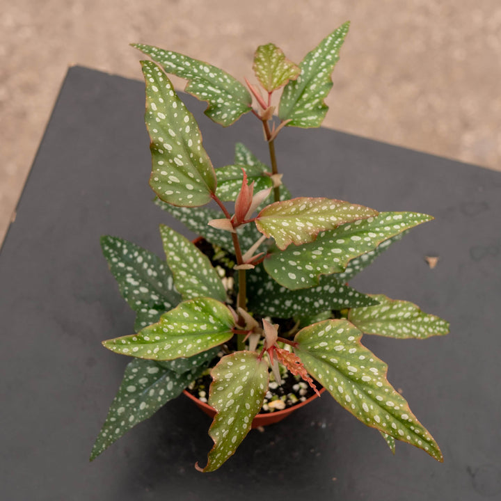 Gabriella Plants Begonia Begonia 'Little Miss Sherri' aff.