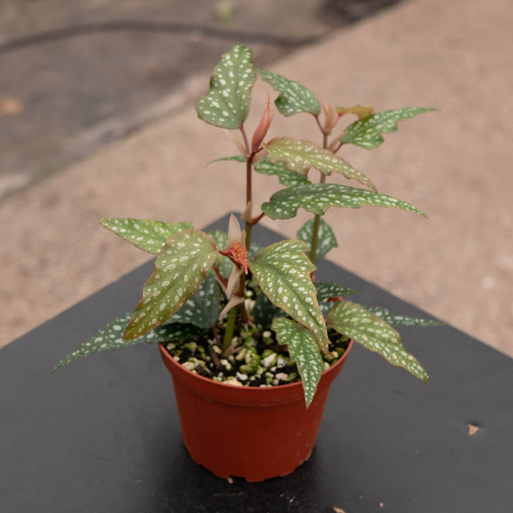 Gabriella Plants Begonia Begonia 'Little Miss Sherri' aff.