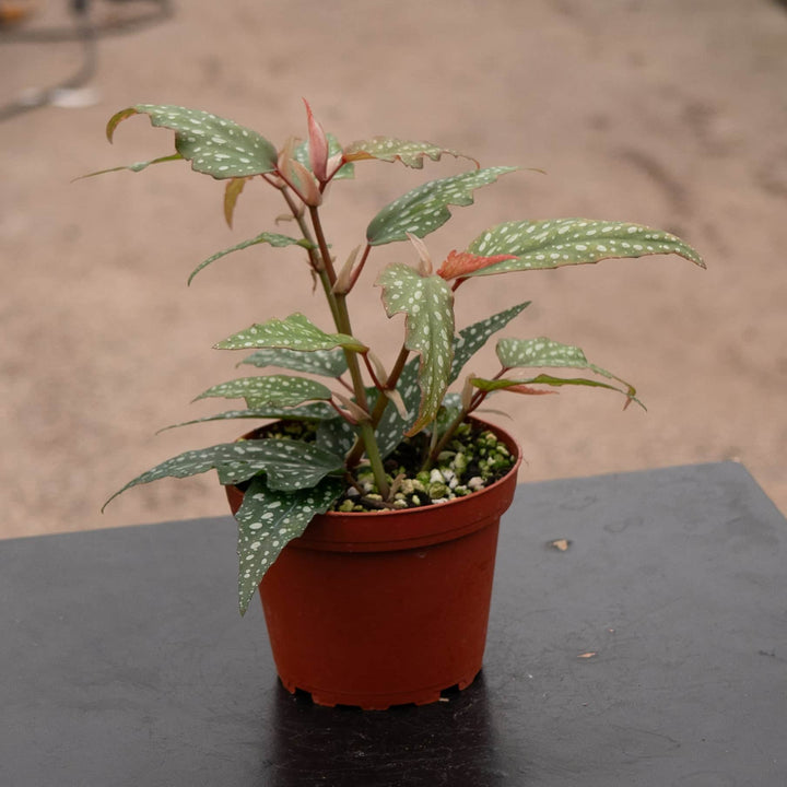 Gabriella Plants Begonia Begonia 'Little Miss Sherri' aff.