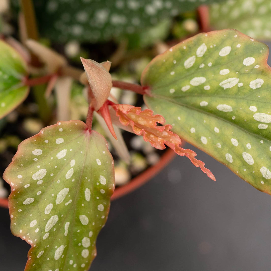 Gabriella Plants Begonia Begonia 'Little Miss Sherri' aff.