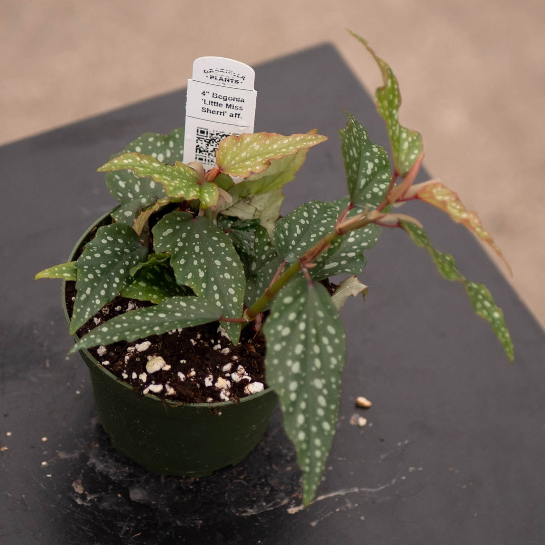Gabriella Plants Begonia 4" Begonia 'Little Miss Sherri' aff.