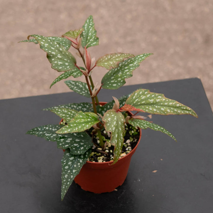 Gabriella Plants Begonia 4" Begonia 'Little Miss Sherri' aff.