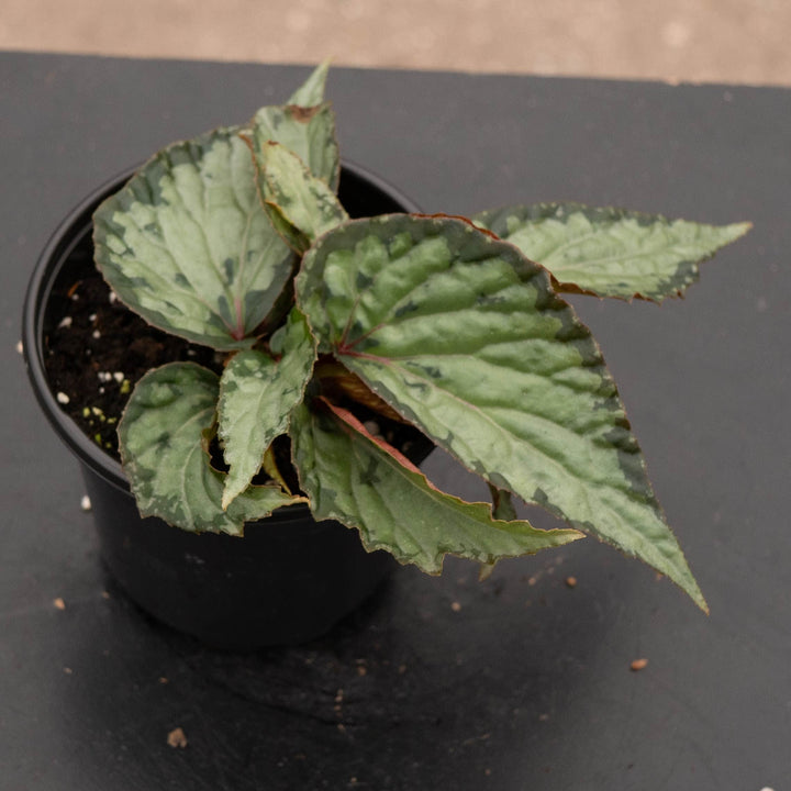 Gabriella Plants Begonia 4" Begonia &