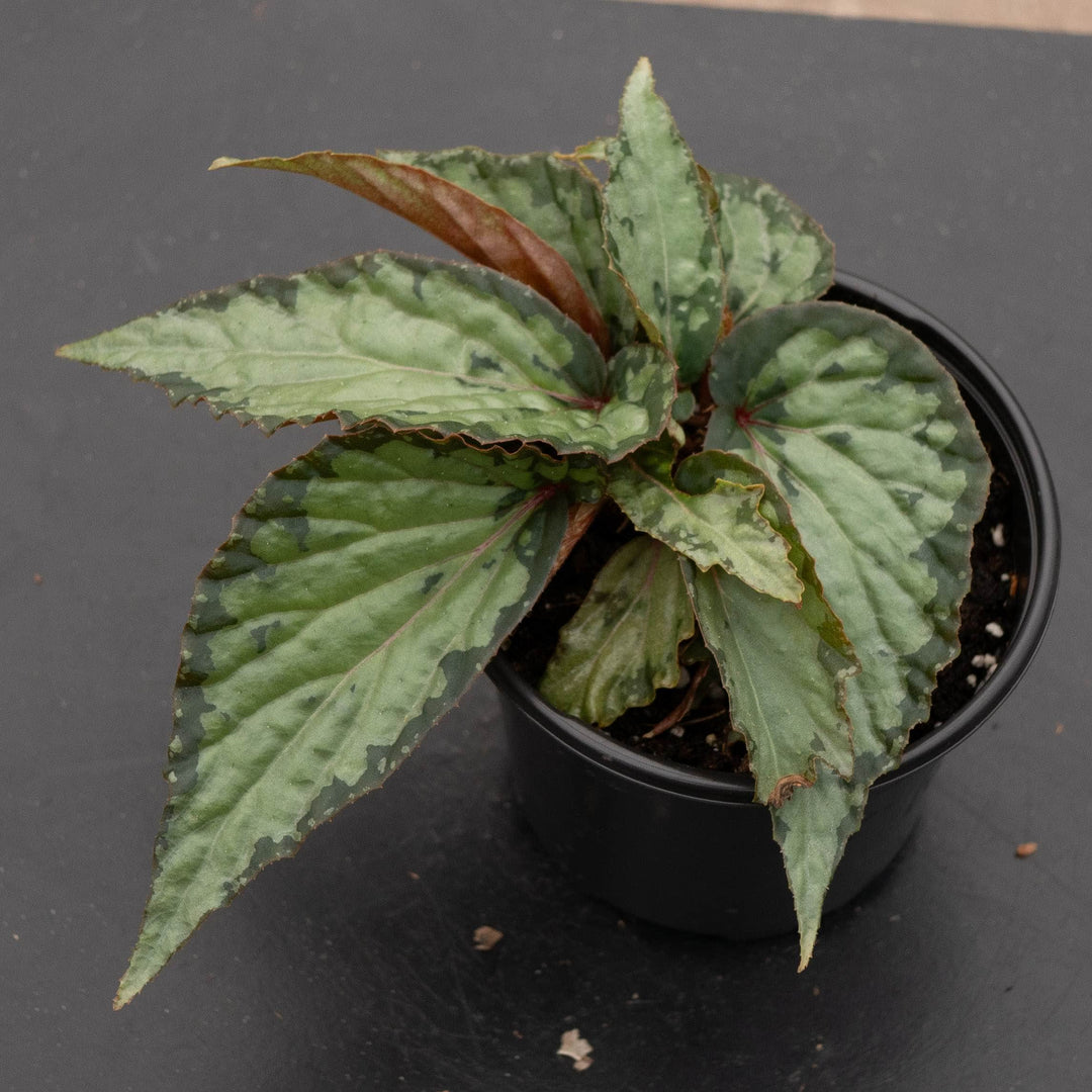 Gabriella Plants Begonia 4" Begonia &
