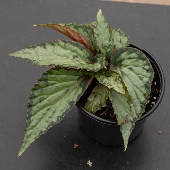 Gabriella Plants Begonia 4" Begonia &