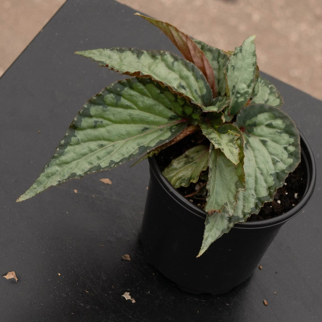 Gabriella Plants Begonia 4" Begonia &