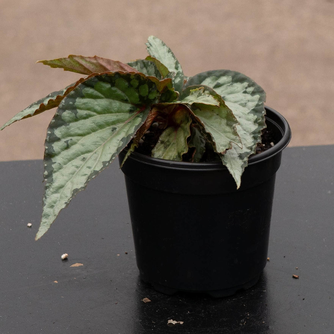 Gabriella Plants Begonia 4" Begonia &