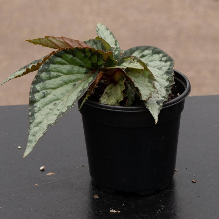 Gabriella Plants Begonia 4" Begonia &