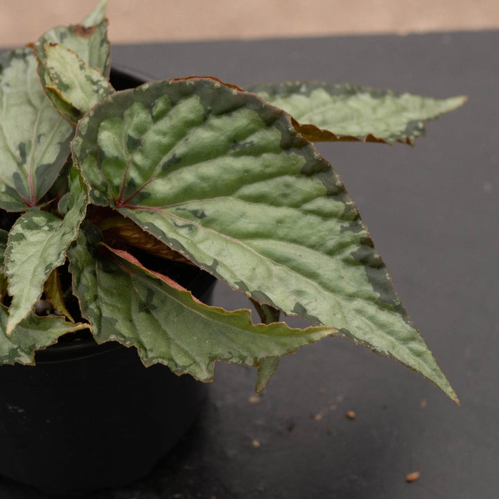 Gabriella Plants Begonia 4" Begonia &