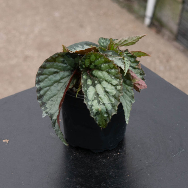 Gabriella Plants Begonia 4" Begonia &