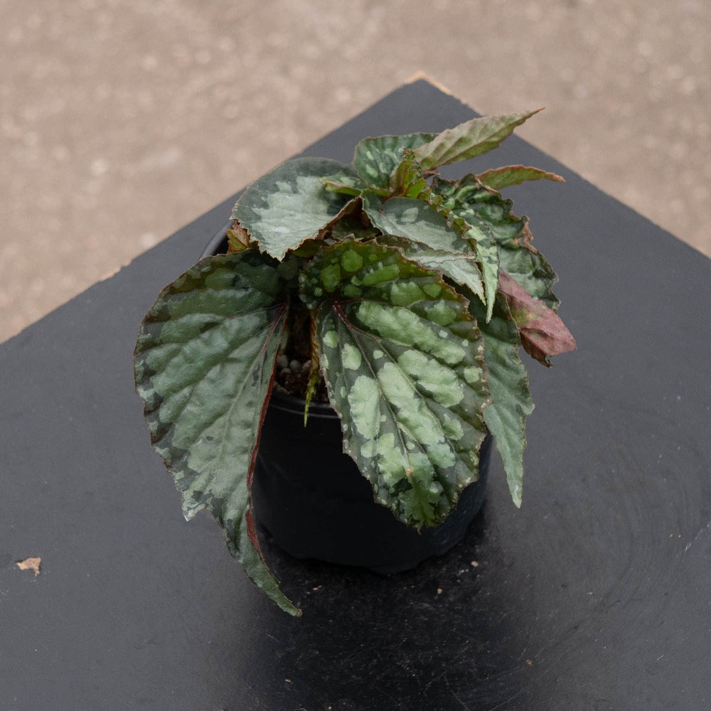 Gabriella Plants Begonia 4" Begonia 'Lucifer'