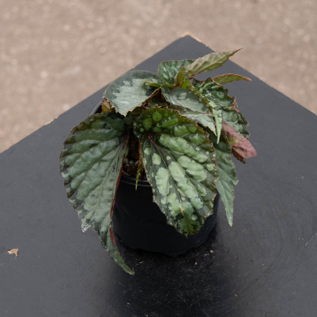 Gabriella Plants Begonia 4" Begonia &