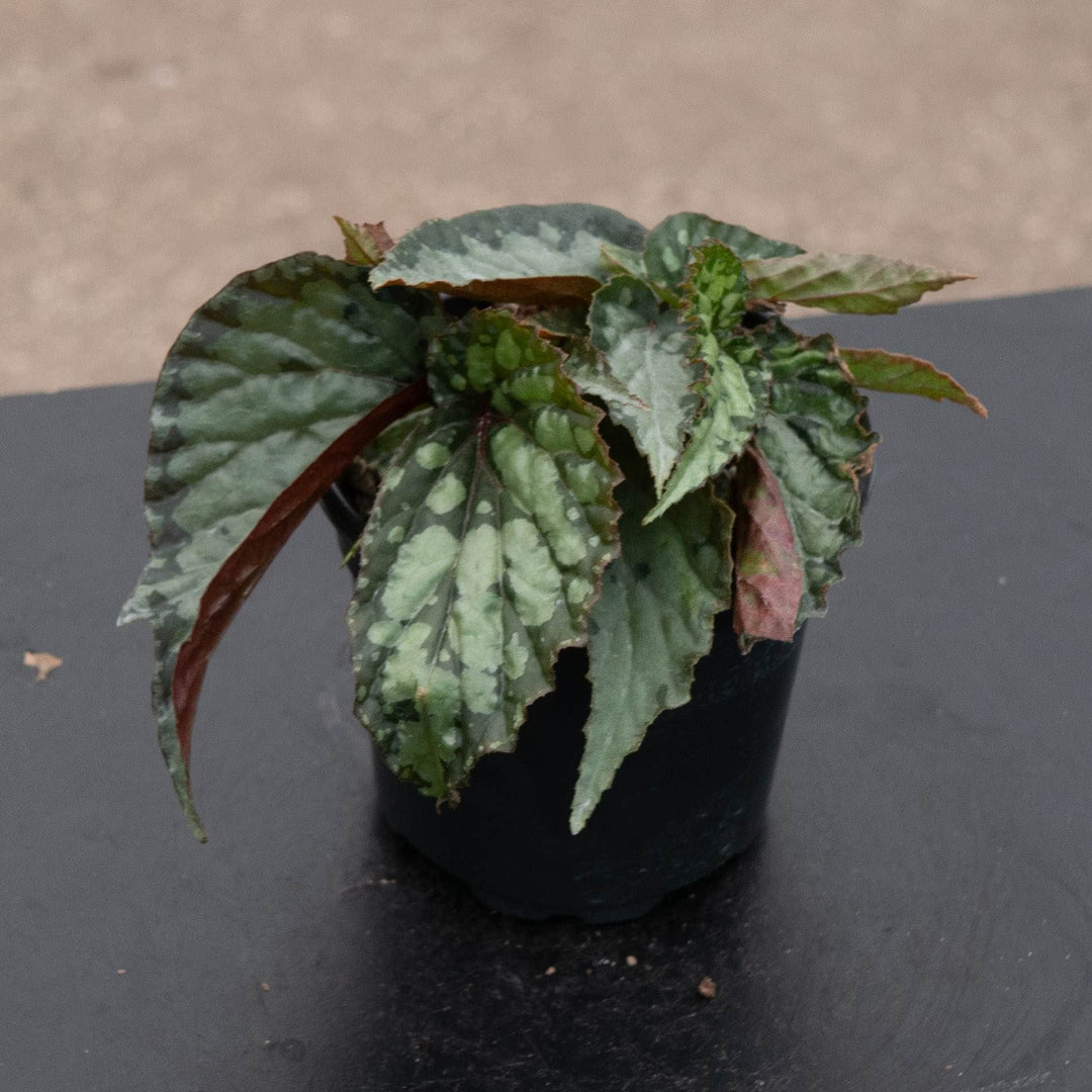 Gabriella Plants Begonia 4" Begonia &