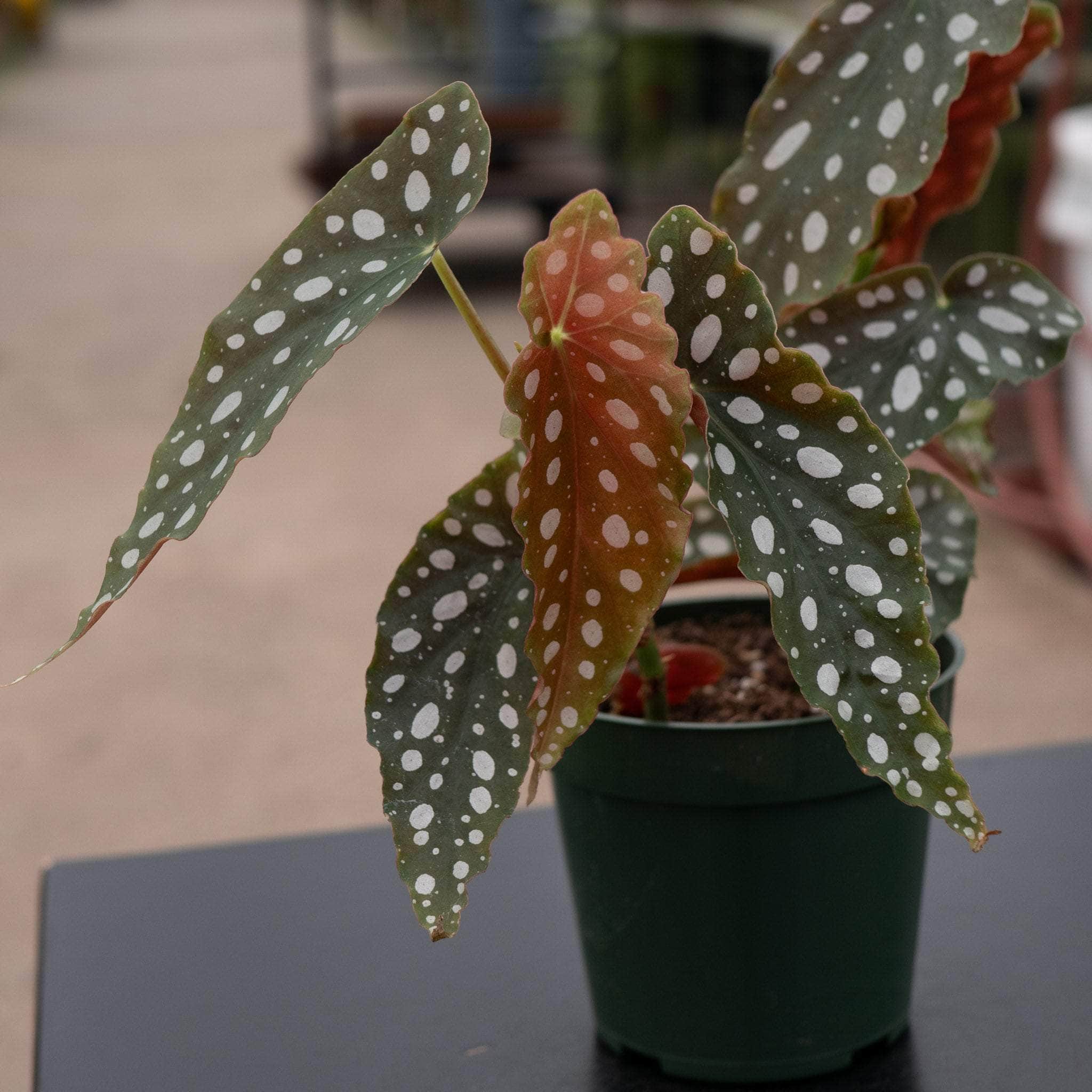 Begonia maculata - Gabriella Plants