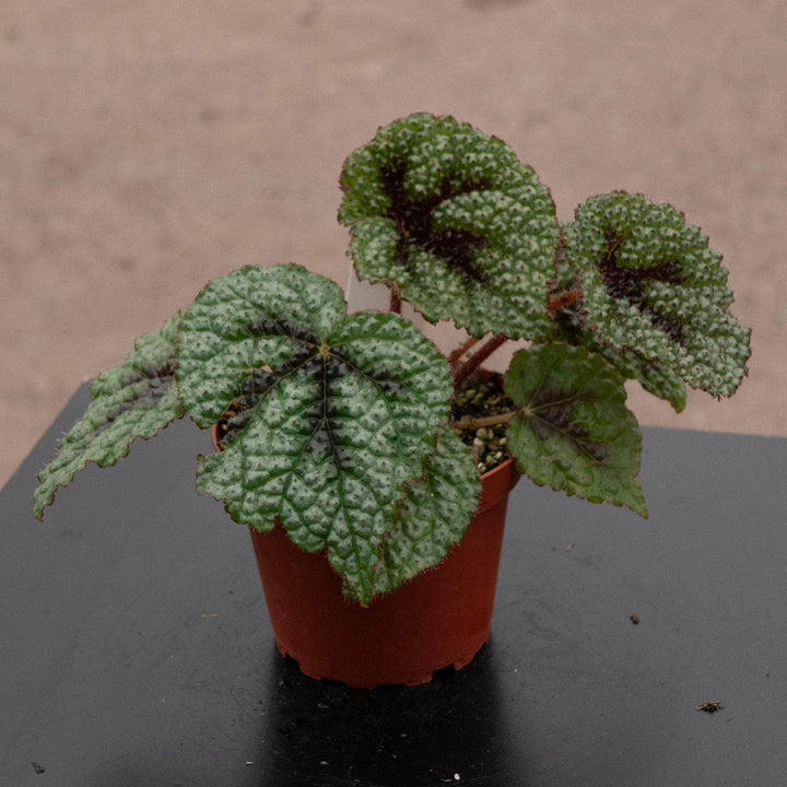 Gabriella Plants Begonia 4" Begonia masoniana 'Iron Cross'