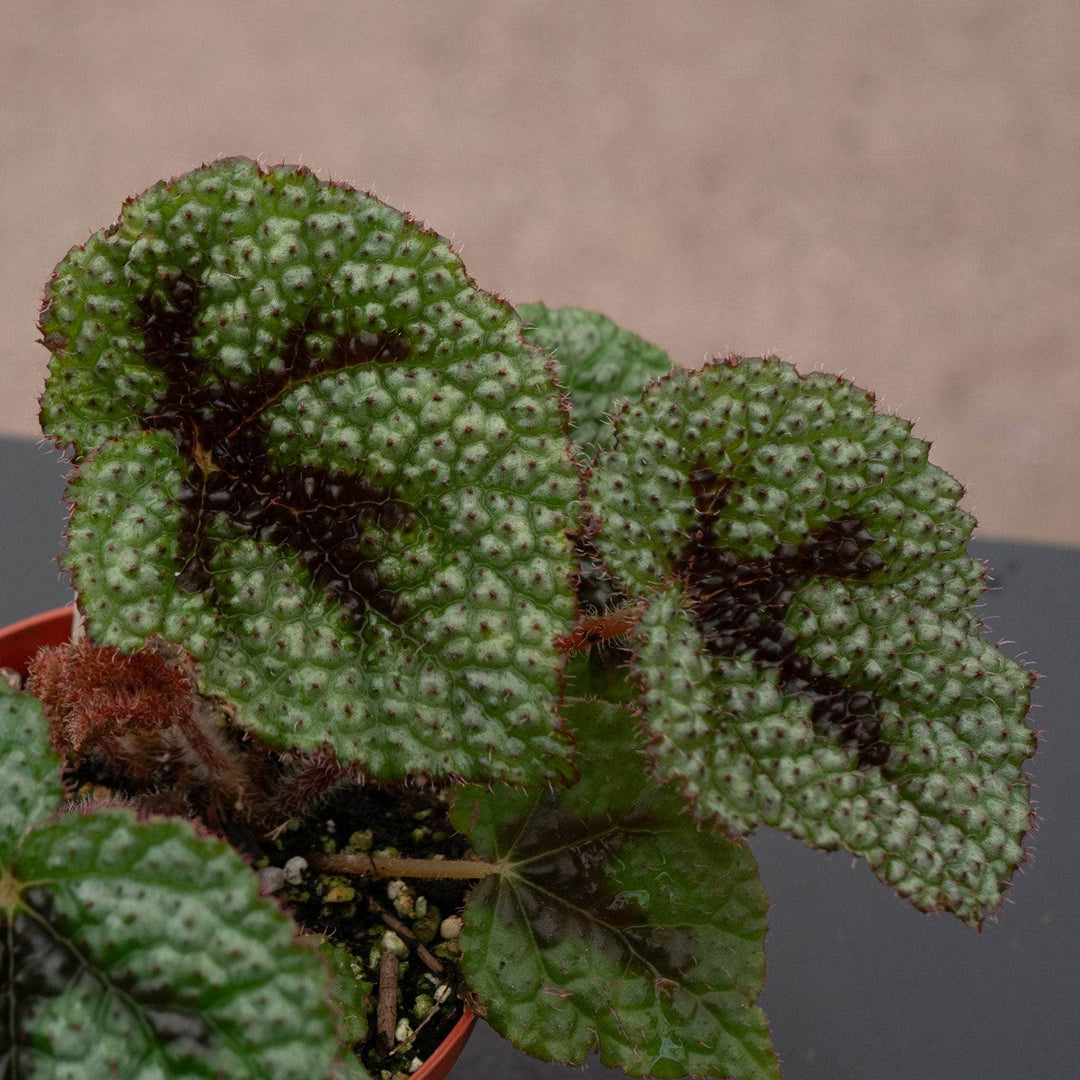 Gabriella Plants Begonia 4" Begonia masoniana 'Iron Cross'