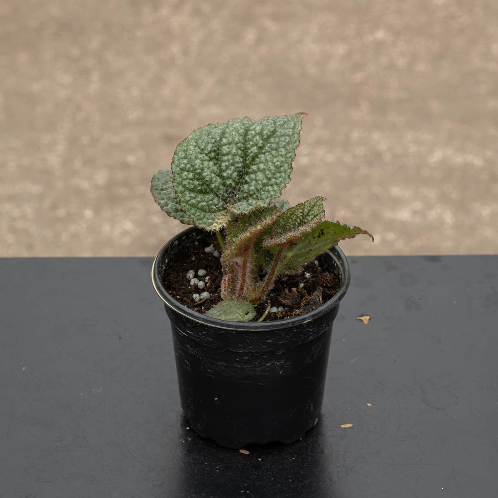Gabriella Plants Begonia 4" Begonia masoniana 'Iron Cross'
