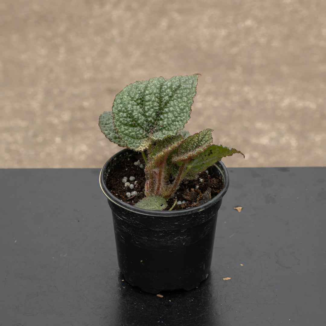 Gabriella Plants Begonia 4" Begonia masoniana &