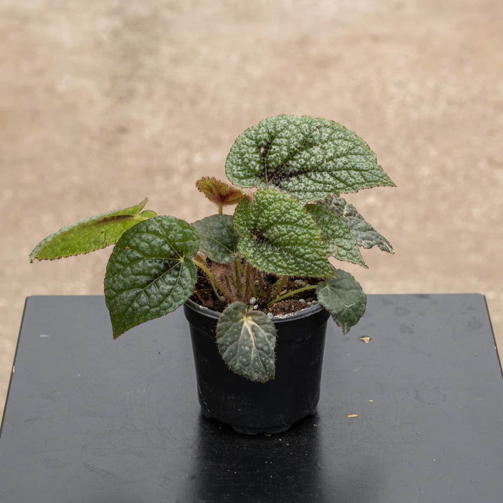 Gabriella Plants Begonia 4" Begonia masoniana &