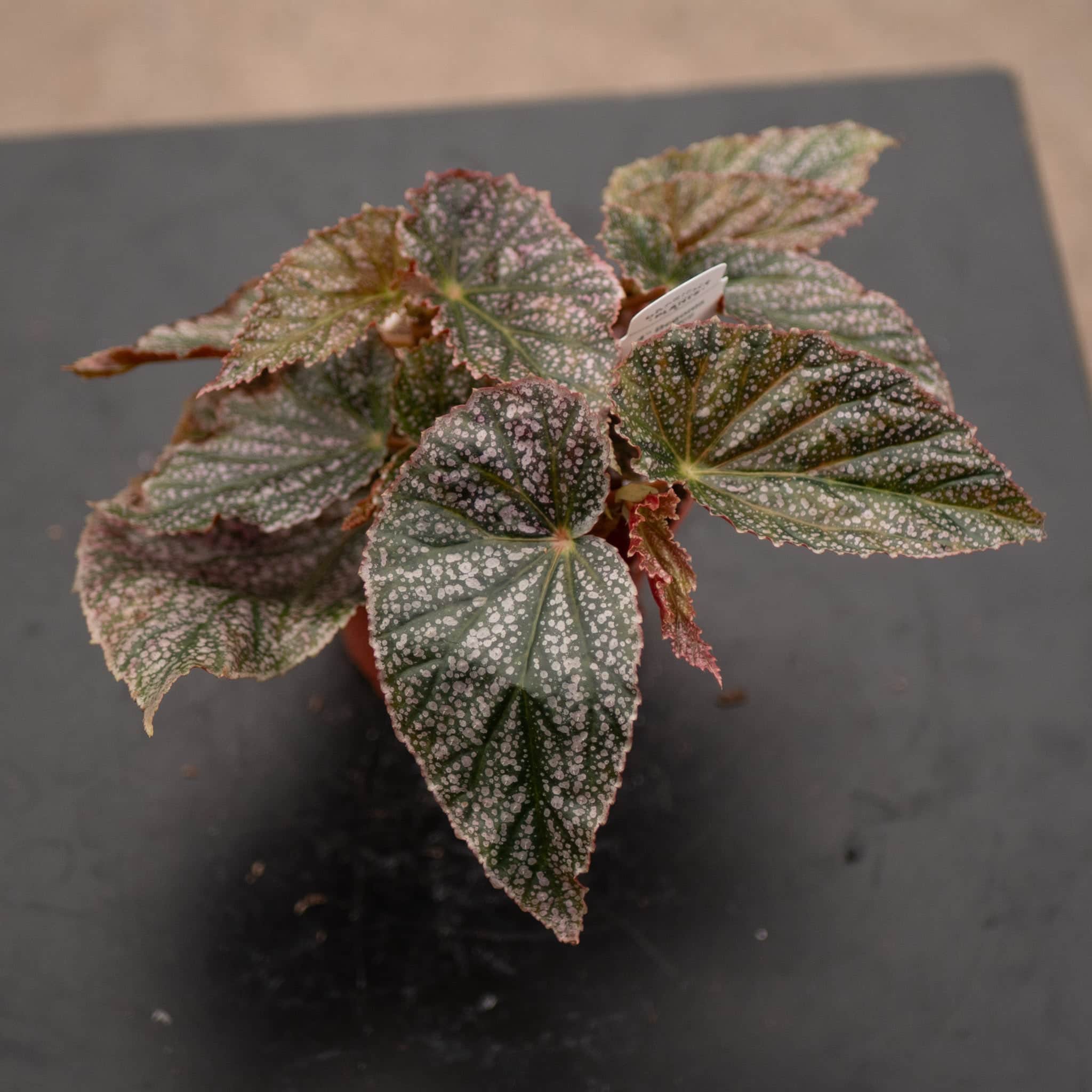 Gabriella Plants Begonia 4