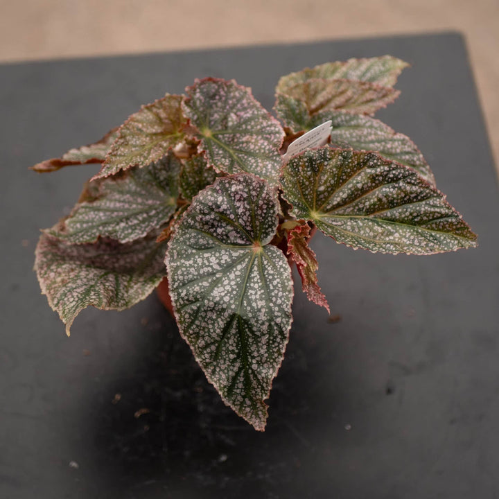 Gabriella Plants Begonia 4" Begonia 'Maurice Amey'