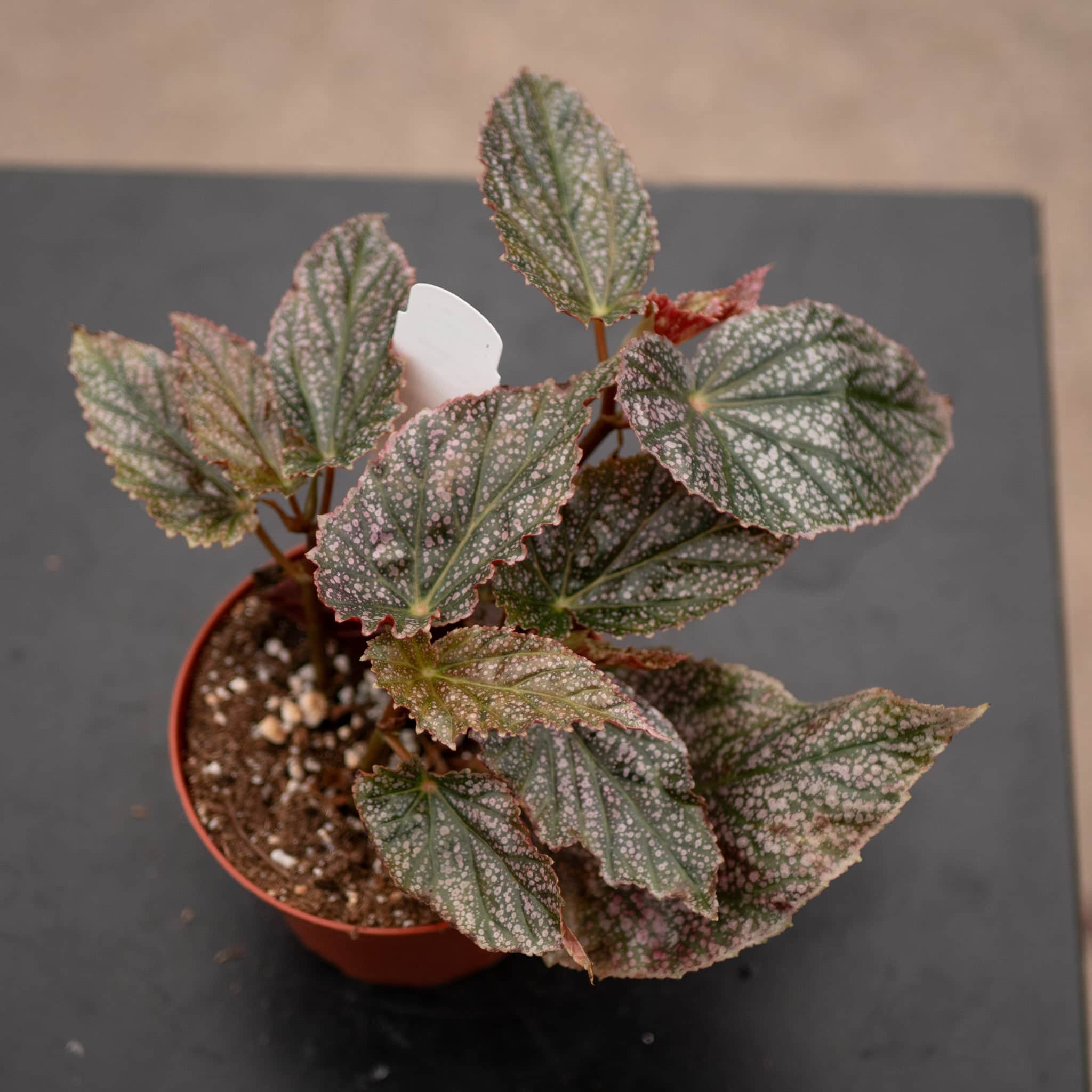 Gabriella Plants Begonia 4