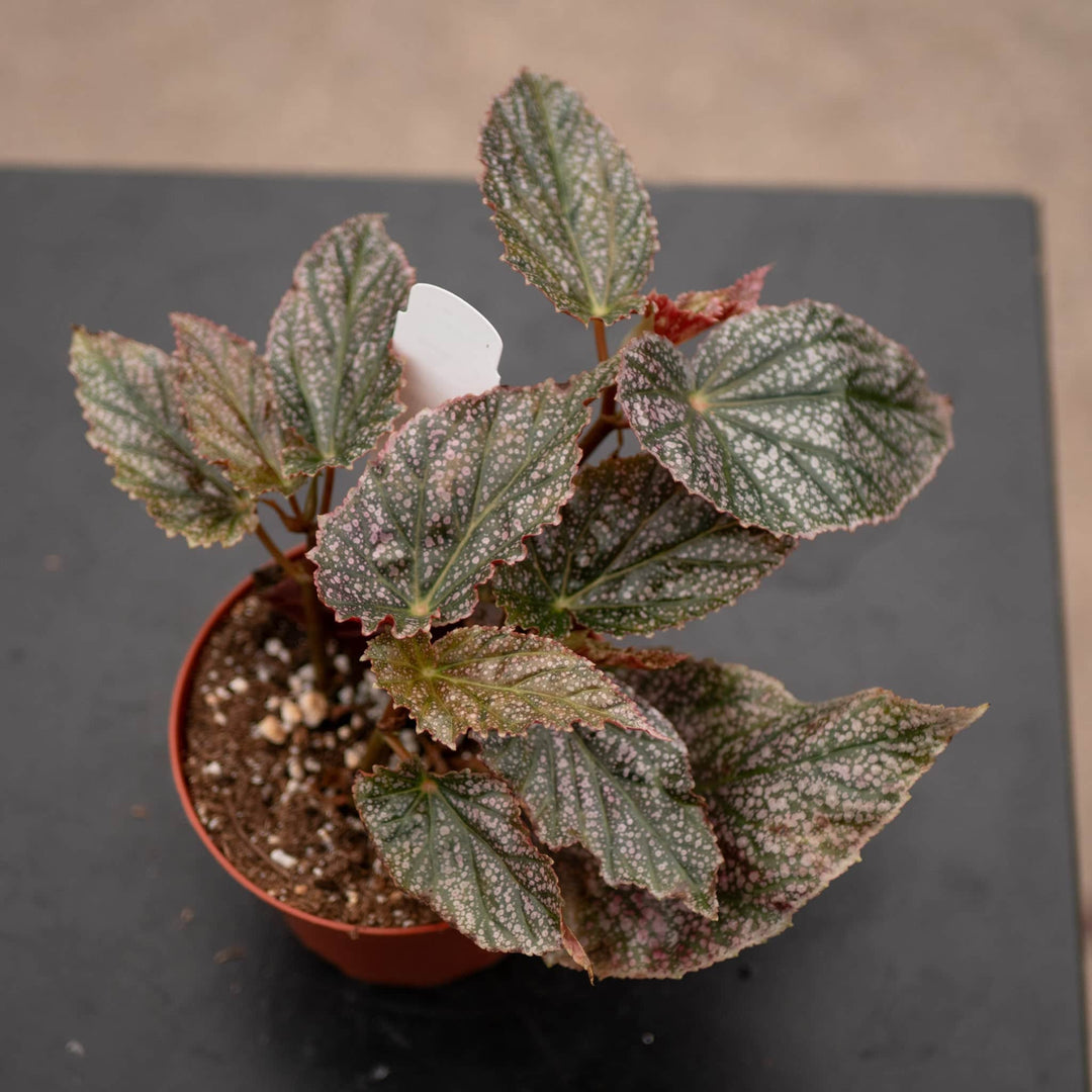 Gabriella Plants Begonia 4" Begonia 'Maurice Amey'