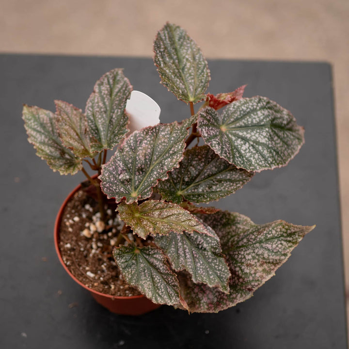 Gabriella Plants Begonia 4" Begonia 'Maurice Amey'