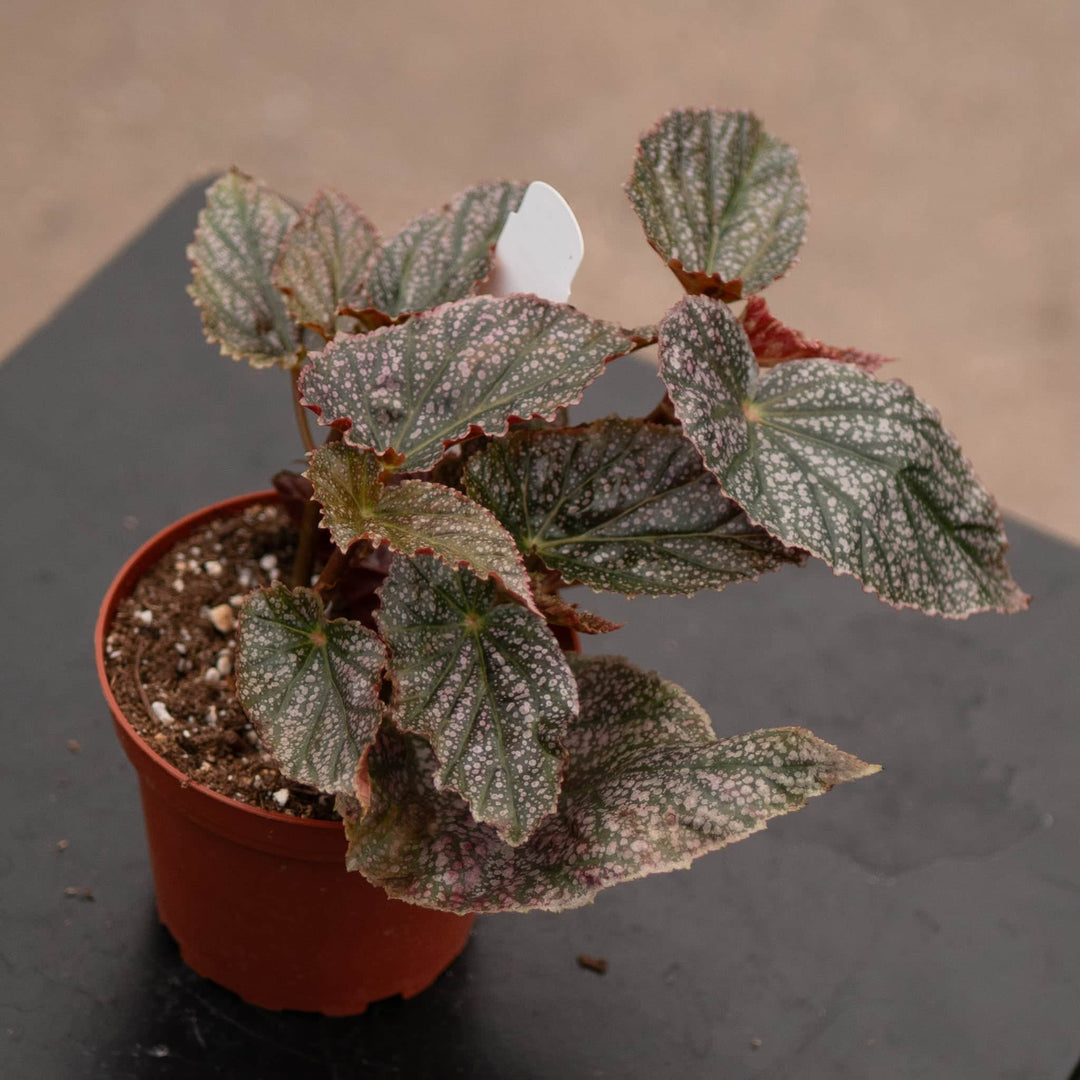 Gabriella Plants Begonia 4" Begonia 'Maurice Amey'