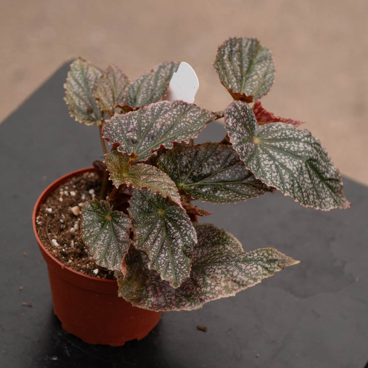 Gabriella Plants Begonia 4" Begonia 'Maurice Amey'