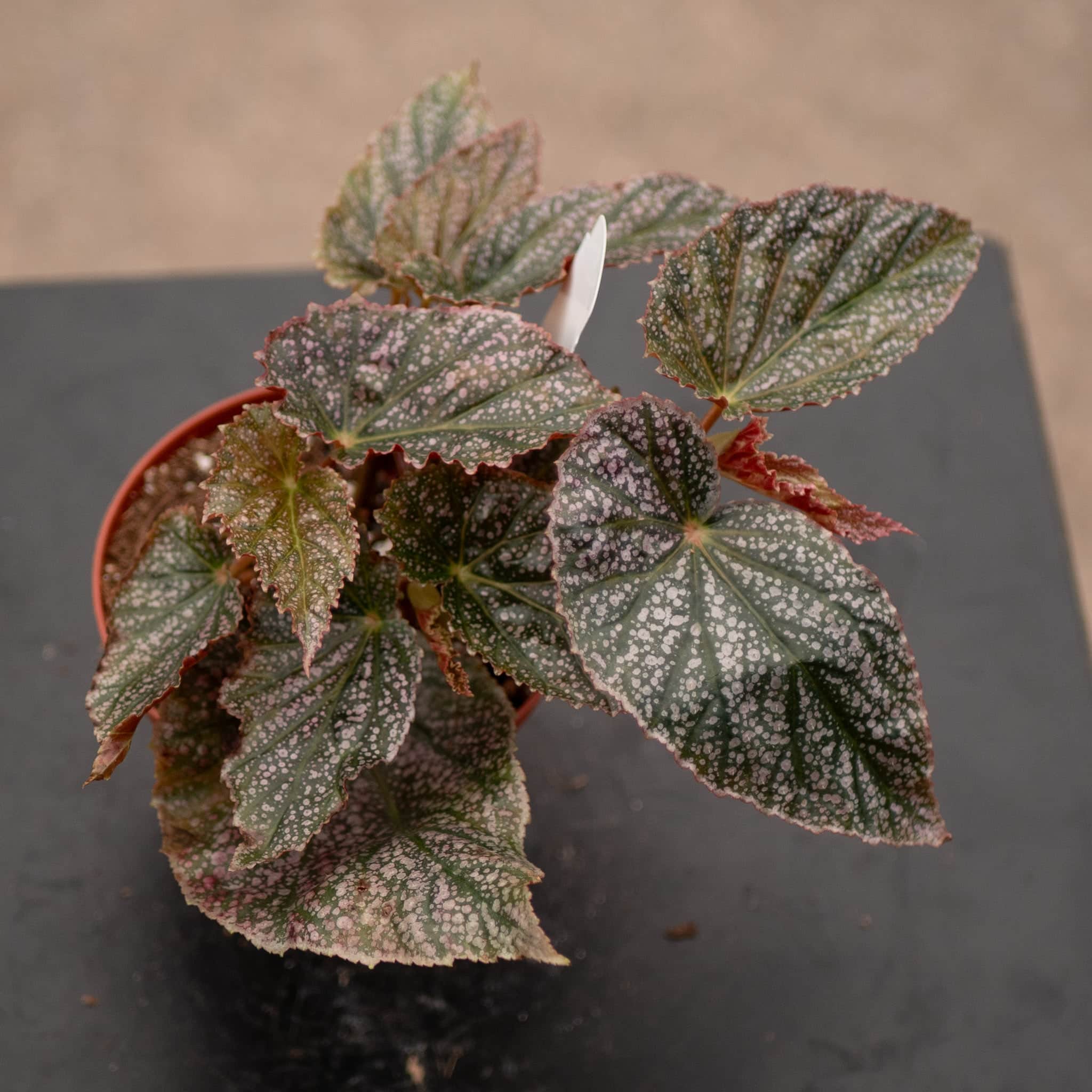 Gabriella Plants Begonia 4