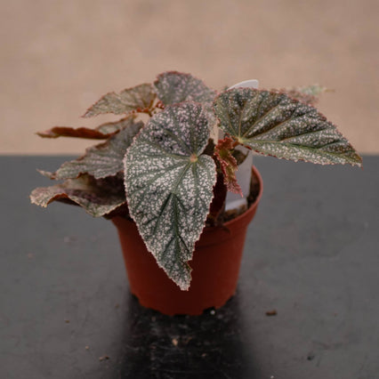 Gabriella Plants Begonia 4