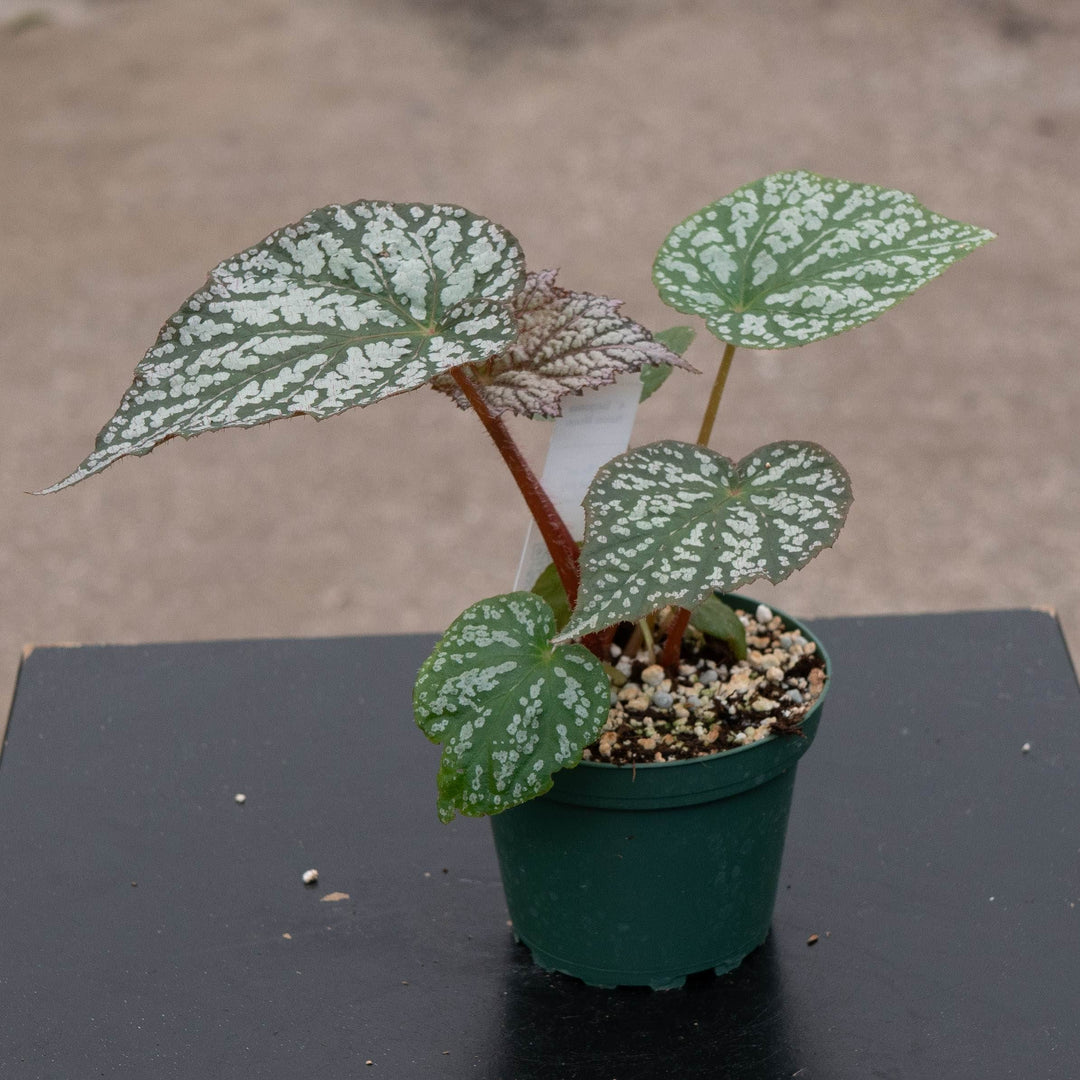 Gabriella Plants Begonia 4" Begonia &