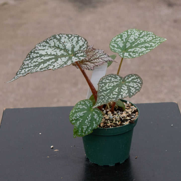 Gabriella Plants Begonia 4" Begonia &