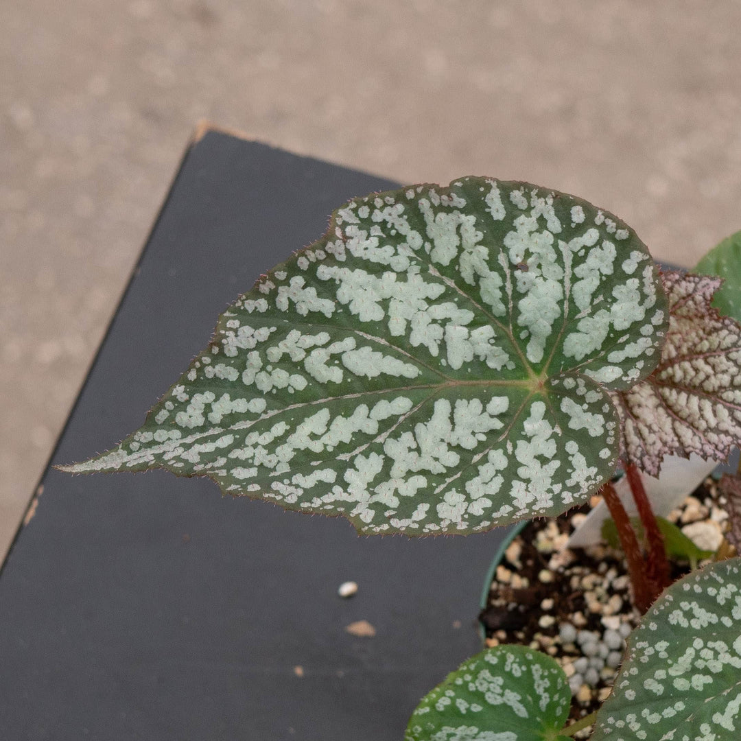 Gabriella Plants Begonia 4" Begonia &