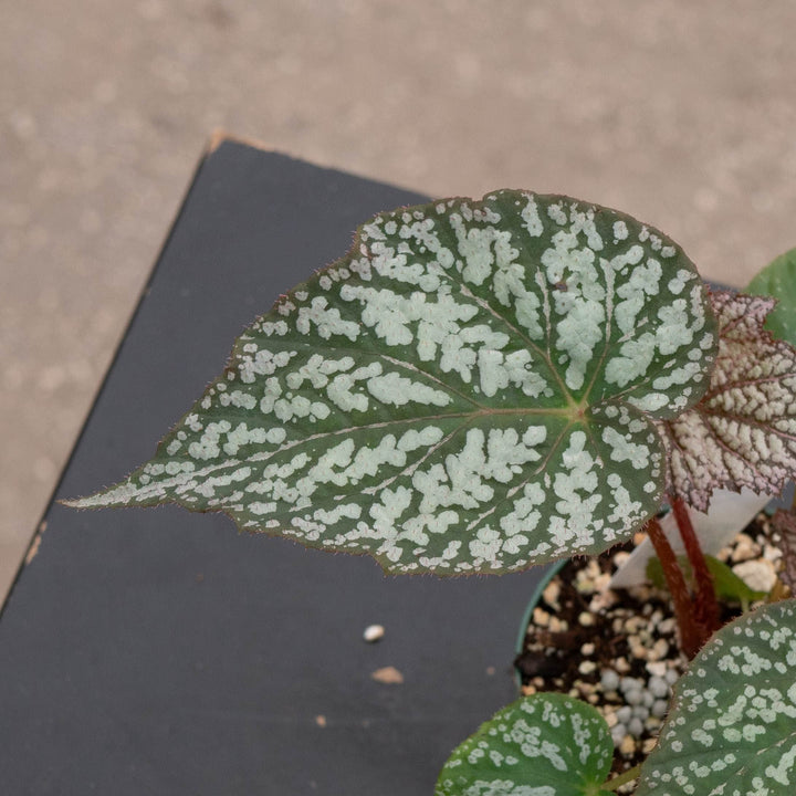 Gabriella Plants Begonia 4" Begonia &