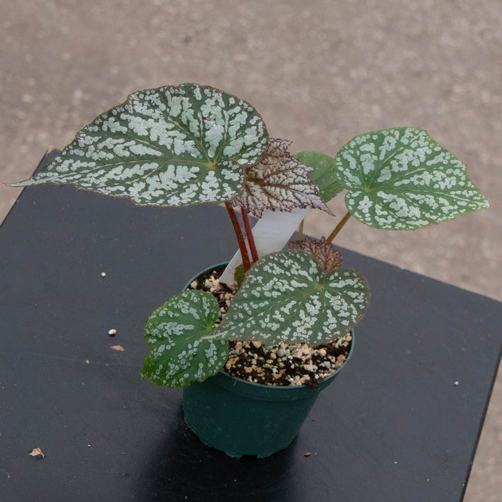 Gabriella Plants Begonia 4" Begonia &