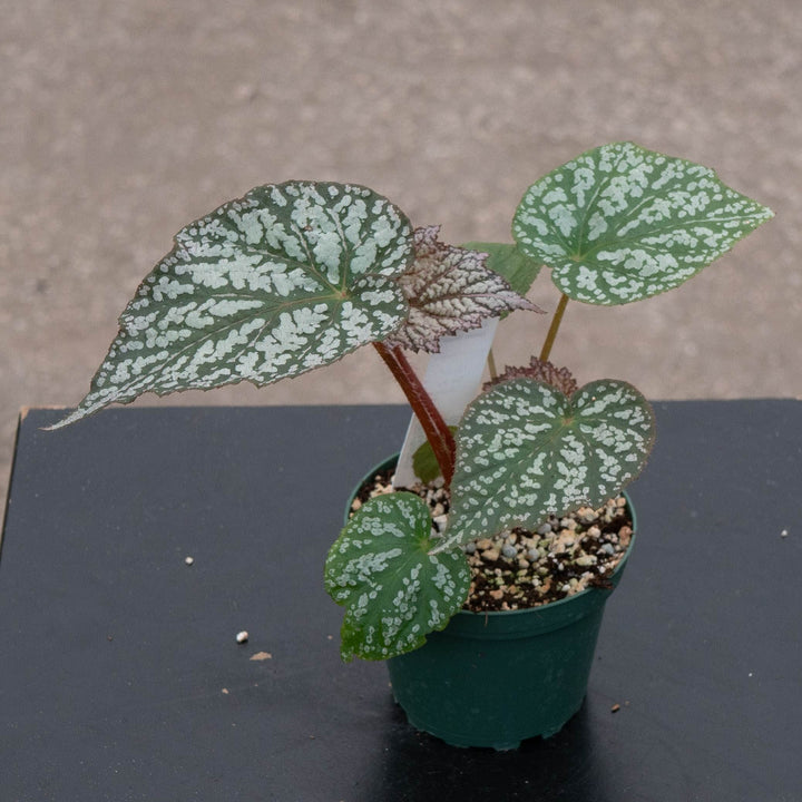 Gabriella Plants Begonia 4" Begonia &