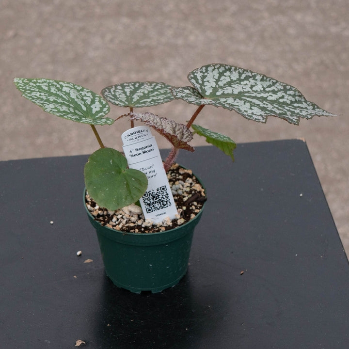 Gabriella Plants Begonia 4" Begonia &