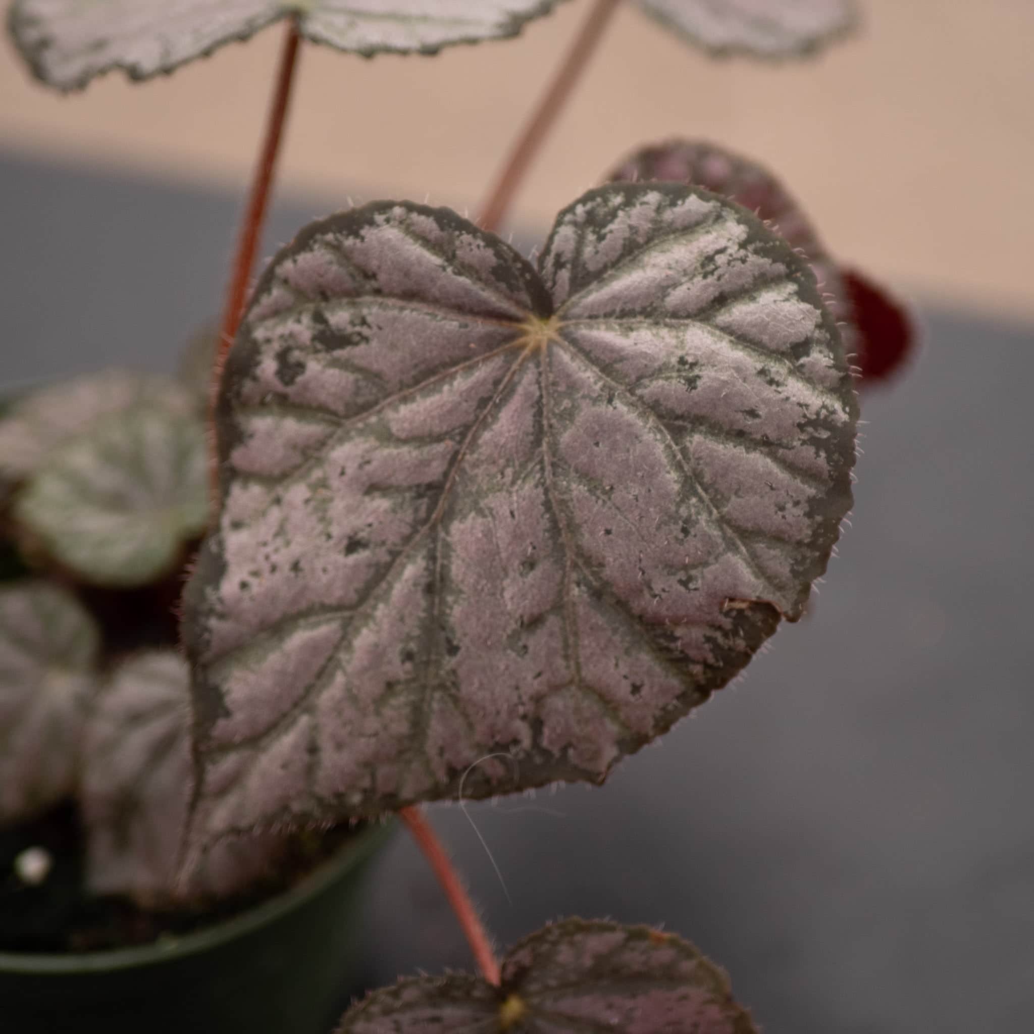 Gabriella Plants Begonia 4