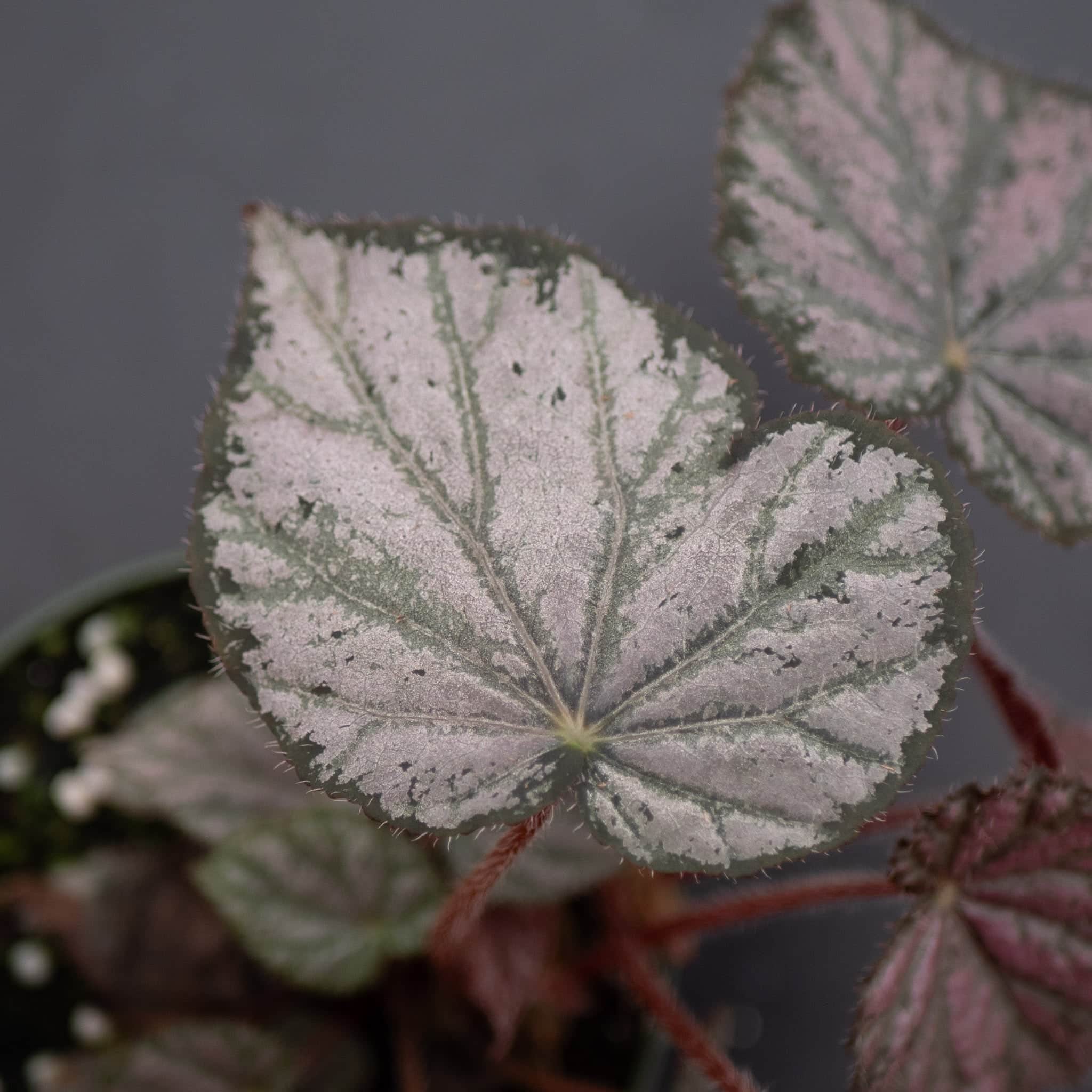 Gabriella Plants Begonia 4