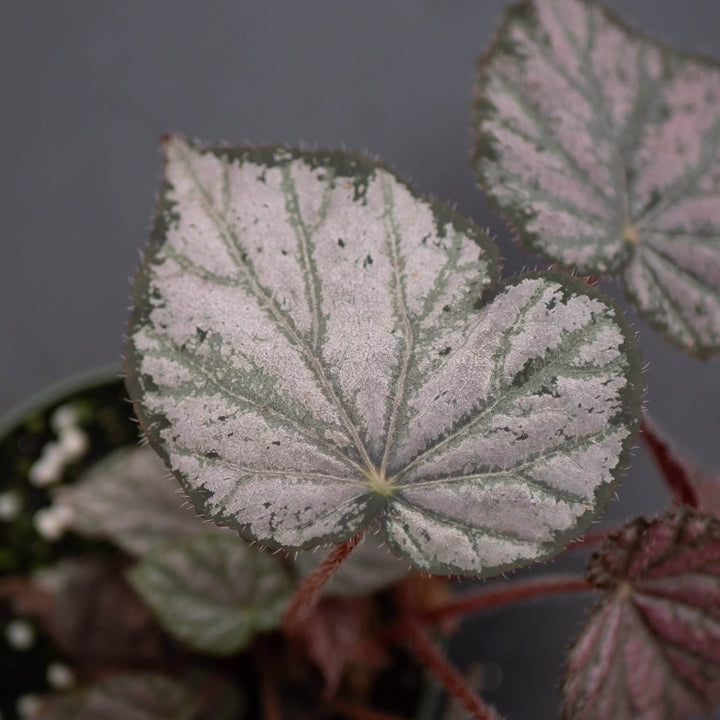 Gabriella Plants Begonia 4" Begonia 'Passing Storm'