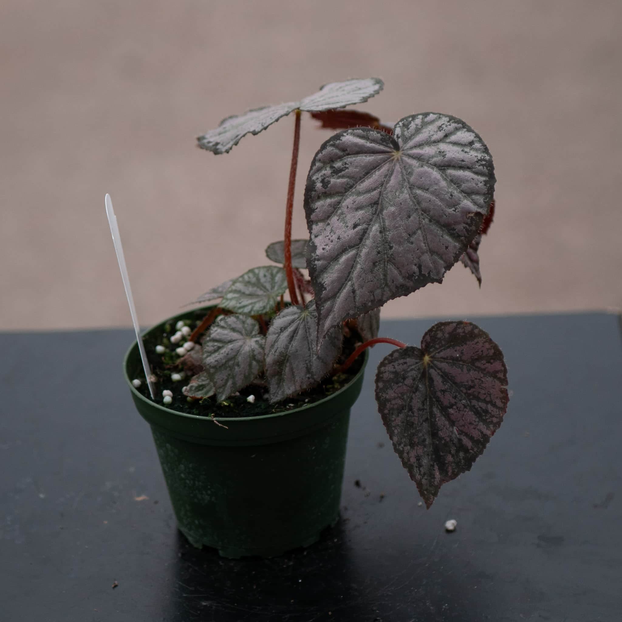 Gabriella Plants Begonia 4