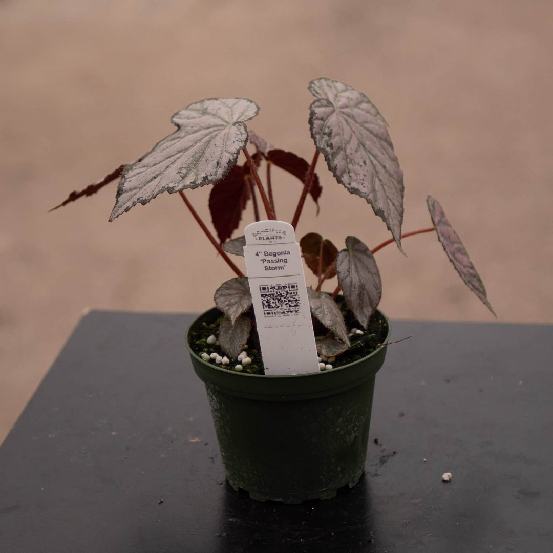 a plant nursery is having a sale. potted begonias Begonia 'Passing Storm'
