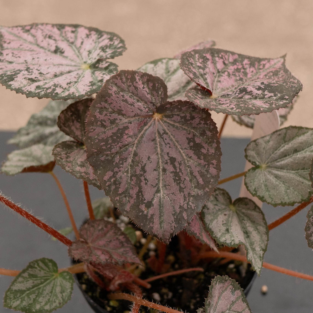 Gabriella Plants Begonia 4" Begonia 'Passing Storm'
