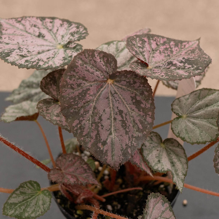Gabriella Plants Begonia 4" Begonia &